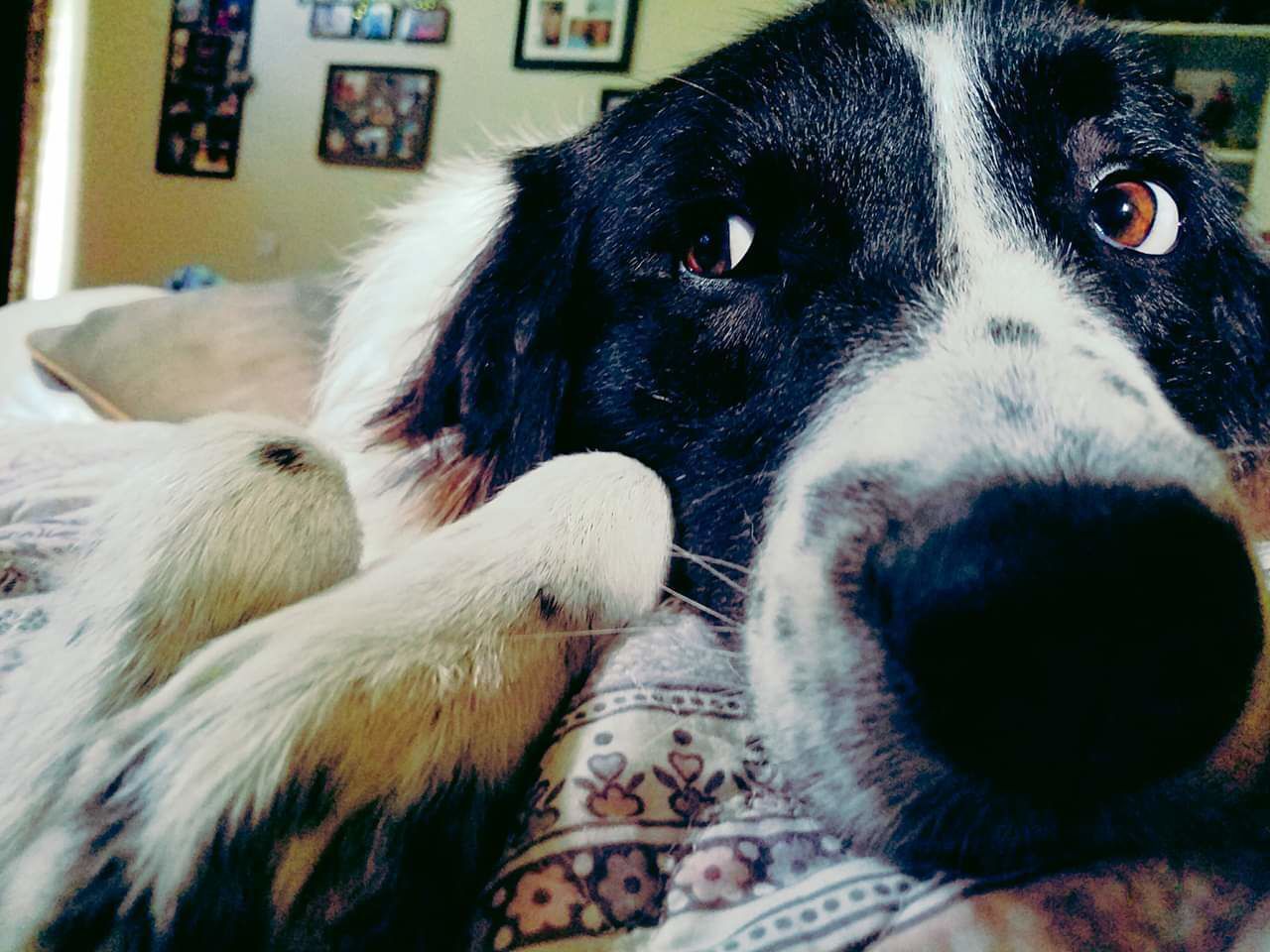 Pic of the Litter: Marley